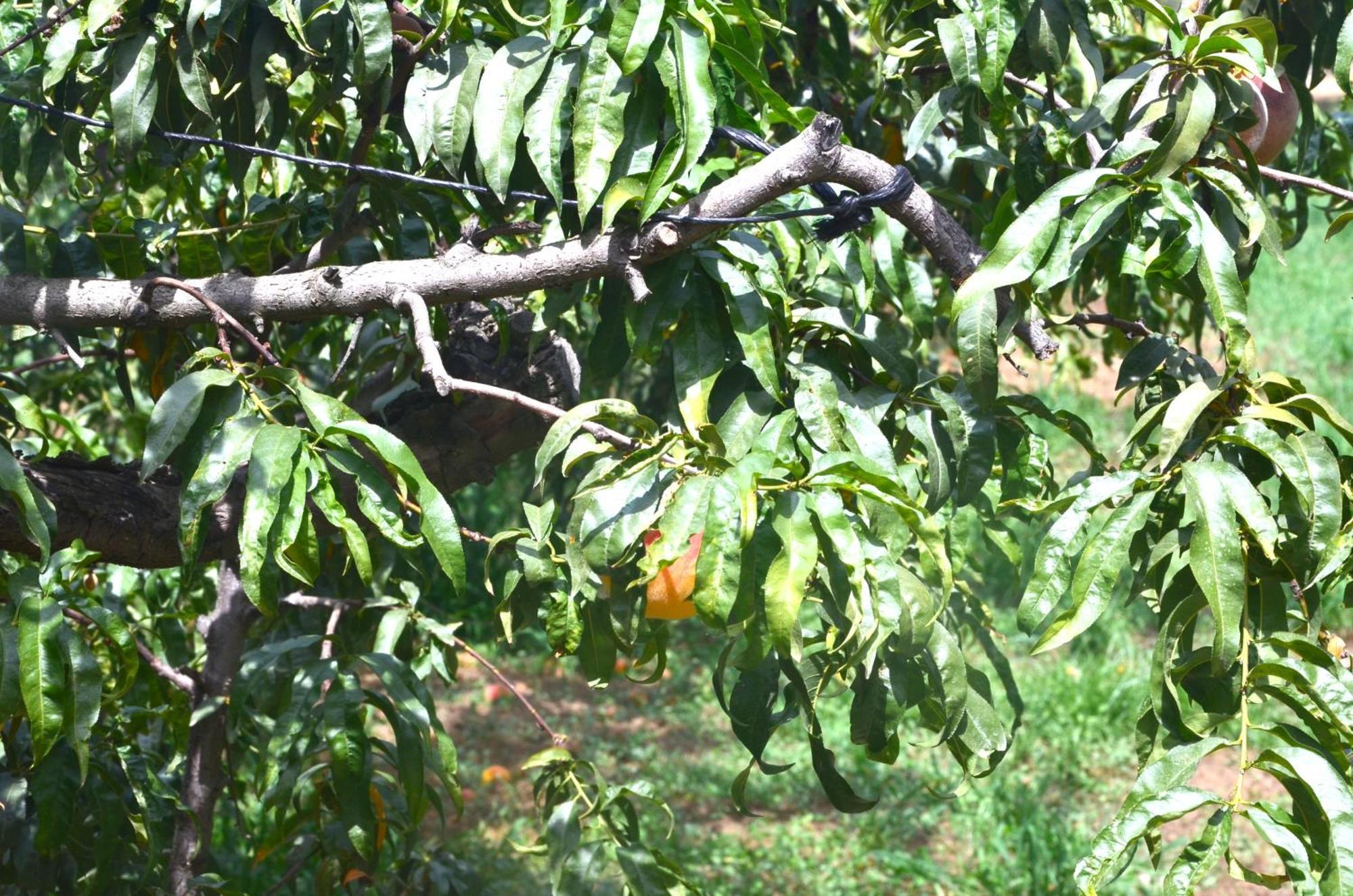 Cuevas Cortijo Gachas Villa Guadix Kültér fotó